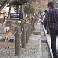 東大寺可愛的鹿群