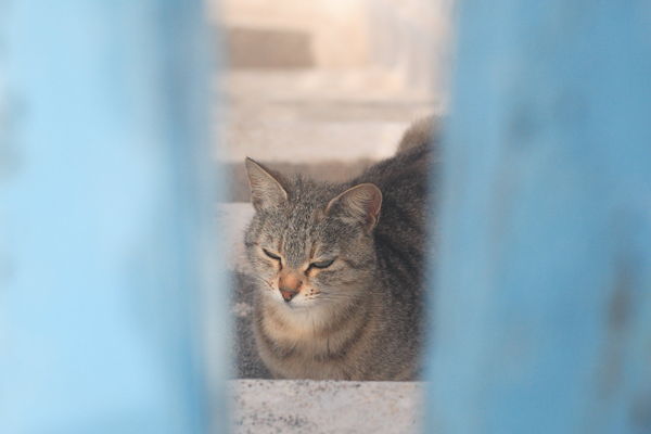 5 Fira cat 5.JPG
