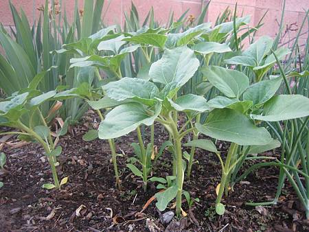 sunflower-4weeks