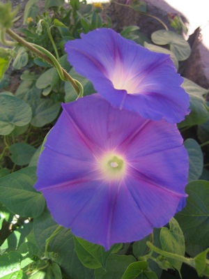 morning glory