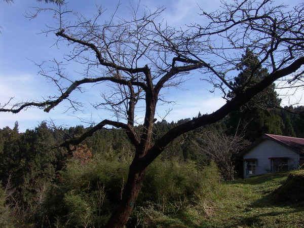 DSC00698.JPG