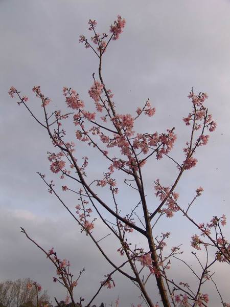 DSC01296.JPG