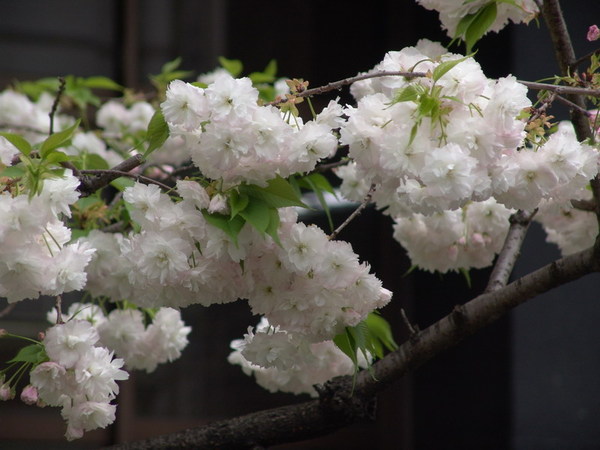 20070418_06.JPG