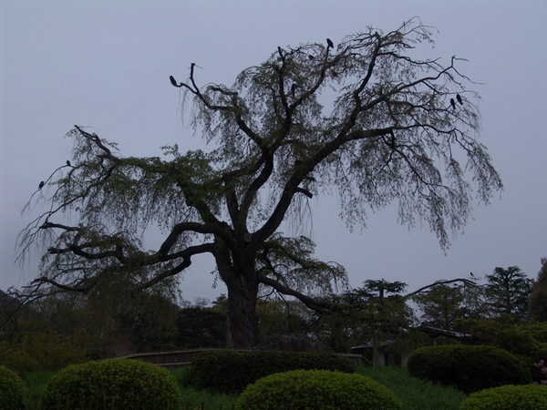 20070418_19.JPG