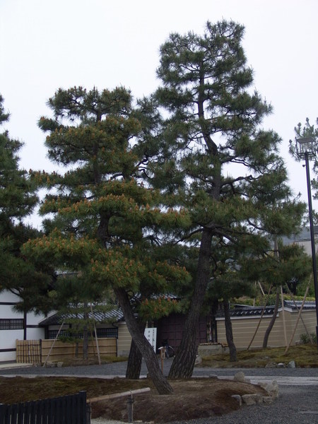 20070418_23.JPG