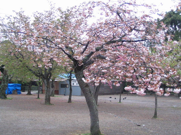 20070418_31.JPG