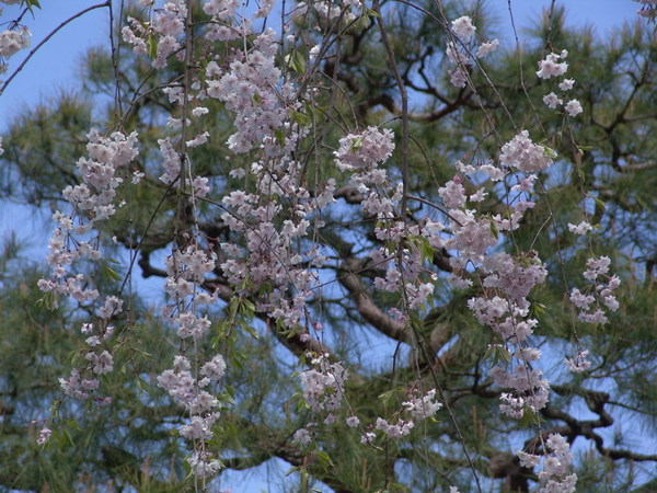 20070419_34.JPG