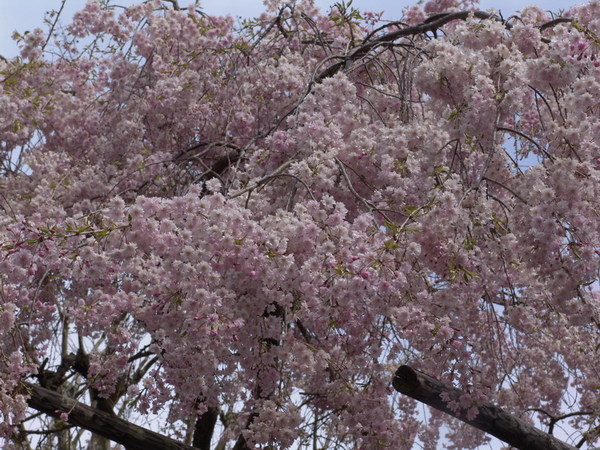 20070420_04.JPG