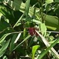 DSC03116.JPG