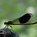 DSC03238.JPG