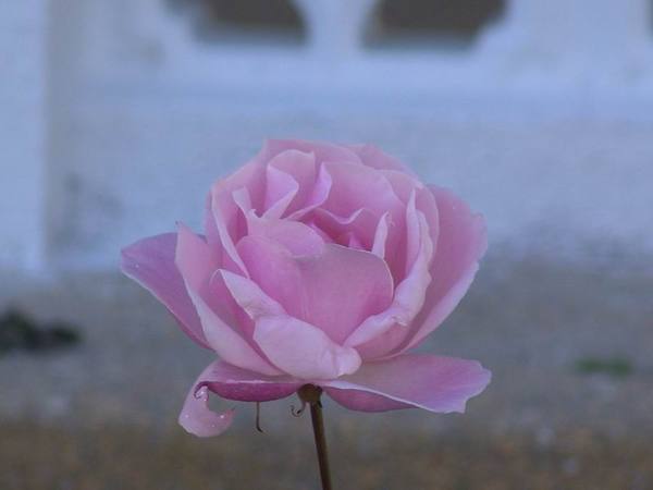 DSC04071.JPG