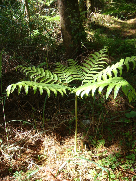 陽光透過樹林灑在蕨類葉面上.JPG