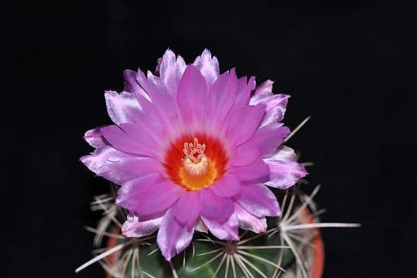 DSC_1799a DSC_1799a
