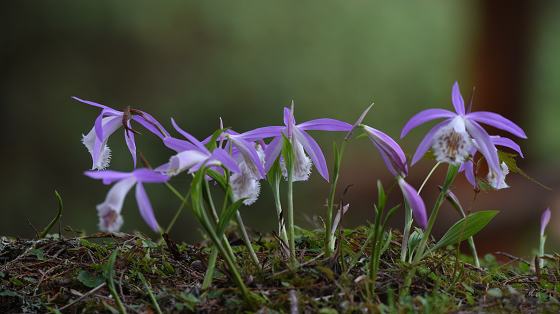 DSC_7664a560.jpg DSC_7664a560.jpg
