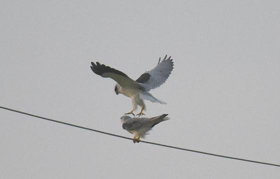 DSC_0724a560x.jpg DSC_0724a560x.jpg