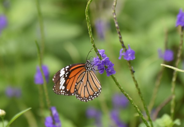 DSC_4883a600.jpg DSC_4883a600.jpg