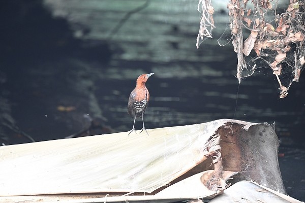 DSC_6006a600.jpg DSC_6006a600.jpg
