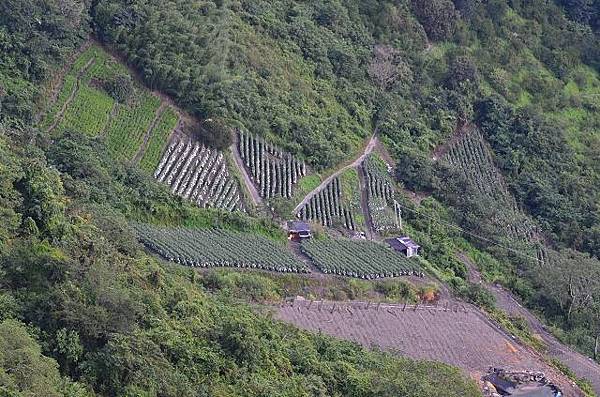 麟趾山東埔山~台21線上塔塔加