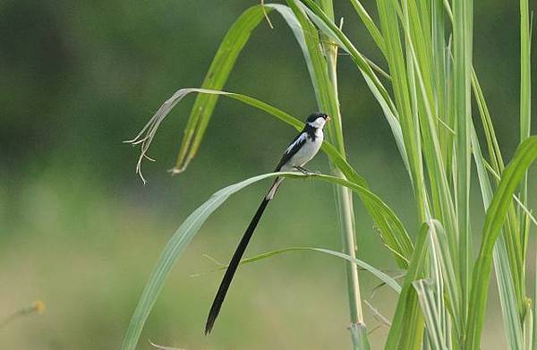 針尾維達鳥~快樂鳥與鳥人