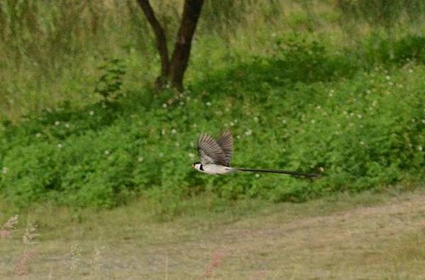 針尾維達鳥~快樂鳥與鳥人