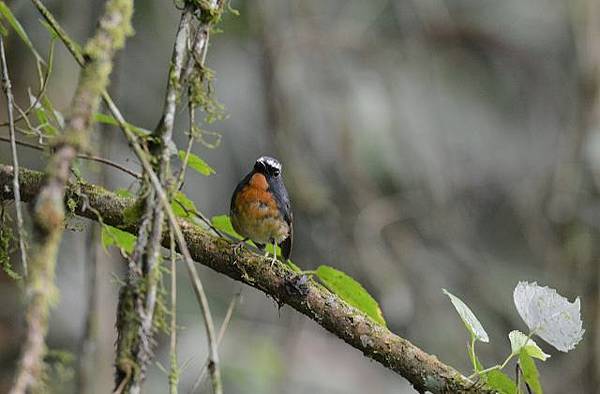 黃胸青鶲~溪頭招牌鳥