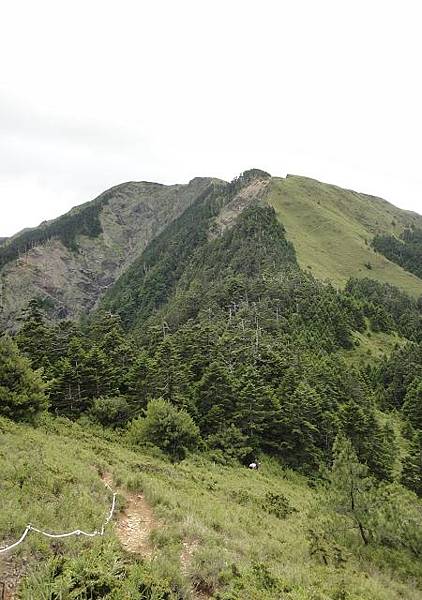 星鴉~合歡山西峰上北峰