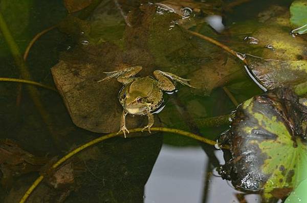 蛙蛙們~醜醜美