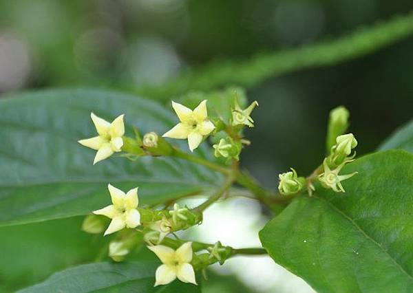 鳥嘴山縱走鵝公髻山~野花篇