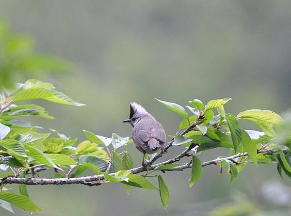 冠羽畫眉(阿里山).