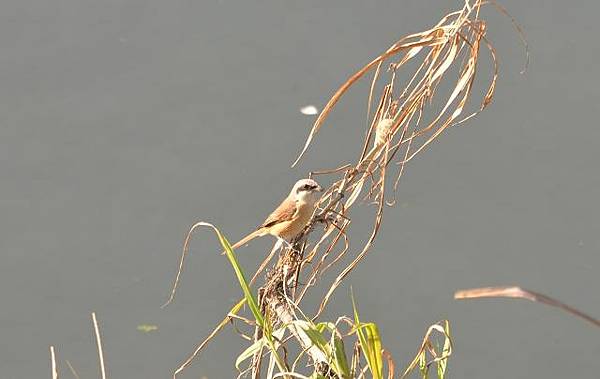 花蓮海濱之鳥~美崙到南濱