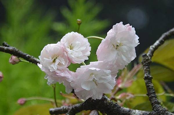 阿里山賞重瓣櫻花