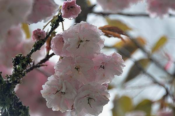 阿里山賞重瓣櫻花