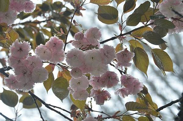 阿里山賞重瓣櫻花