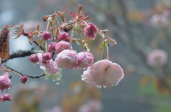 阿里山賞重瓣櫻花