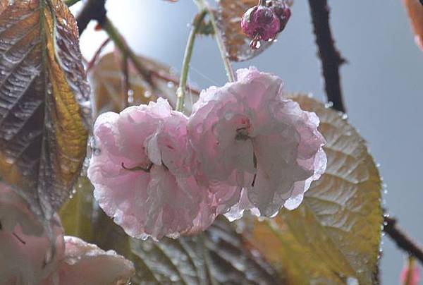 阿里山賞重瓣櫻花