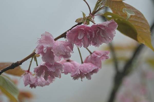 阿里山賞重瓣櫻花
