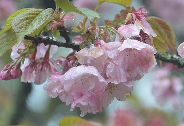 阿里山賞重瓣櫻花