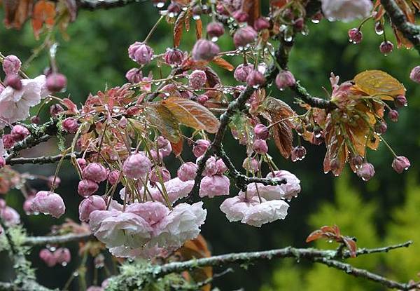 阿里山賞重瓣櫻花