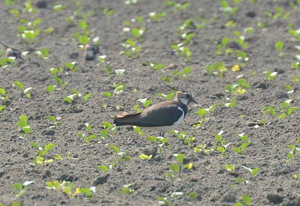 成龍溼地與元長鄉鳥種紀錄~2013.01.20