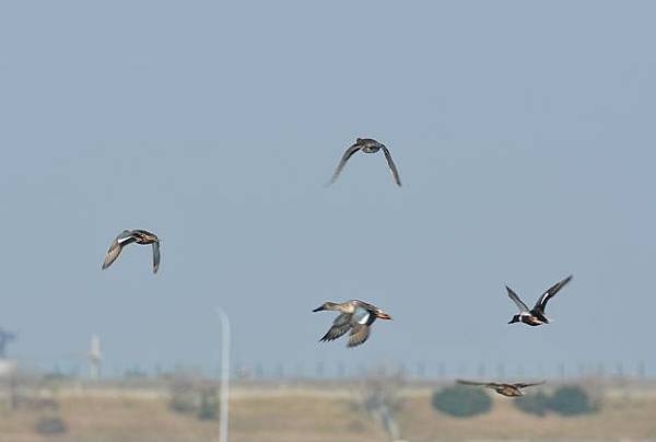 成龍溼地與元長鄉鳥種紀錄~2013.01.20