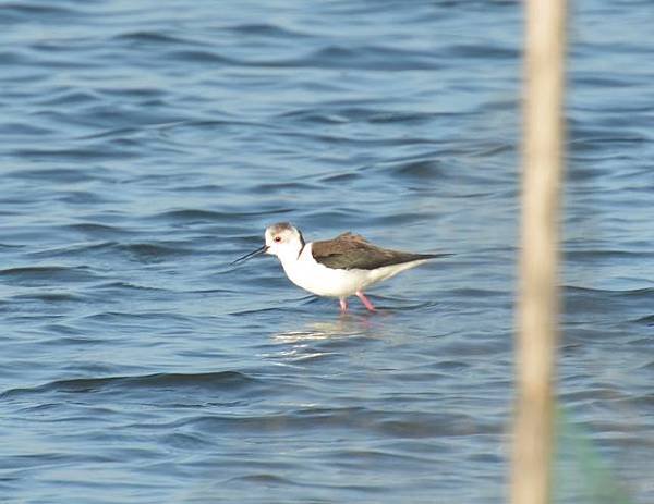 成龍溼地與元長鄉鳥種紀錄~2013.01.20