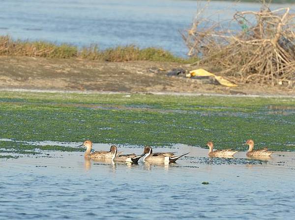 成龍溼地與元長鄉鳥種紀錄~2013.01.20