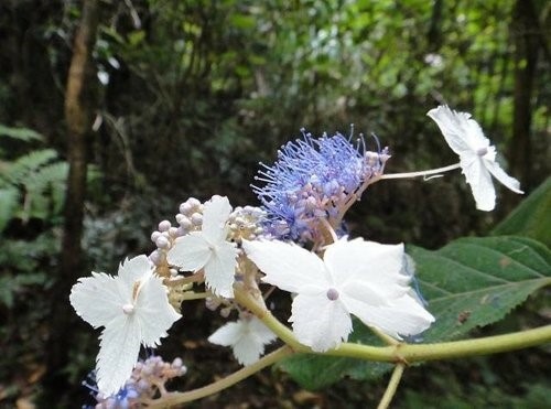 比大鳥山連走(二次行)~花篇