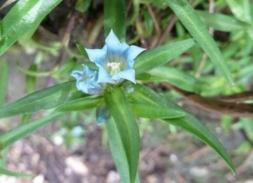 日月潭水社大山~花篇