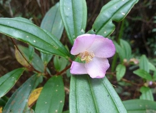 日月潭水社大山~花篇