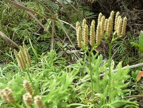 日月潭水社大山~花篇