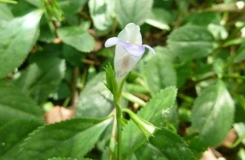 日月潭水社大山~花篇