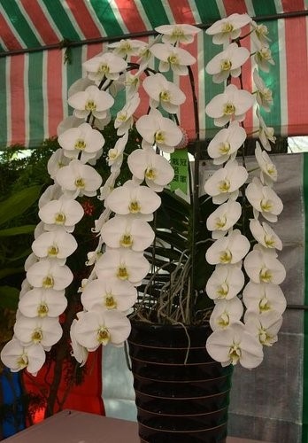 美麗富貴蘭花~台中大里蘭花展