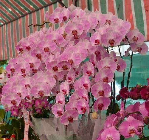 美麗富貴蘭花~台中大里蘭花展
