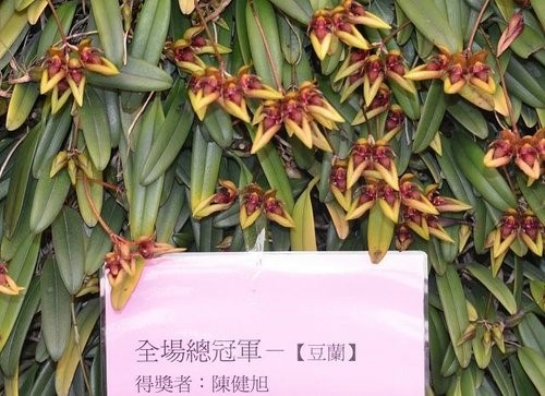 美麗富貴蘭花~台中大里蘭花展